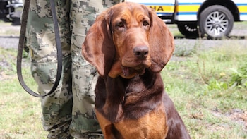 Los perros también han sido