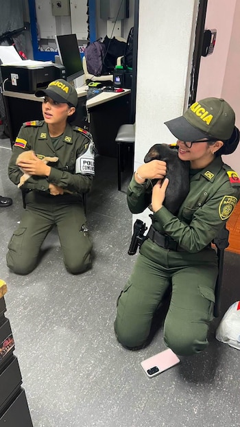 Los caninos fueron revisados y puestos en adopción por una fundación para el cuidado de mascotas - crédito Policía Nacional