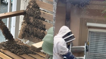 Cientos de abejas cubren una estructura de madera junto a un cuerpo de agua; una persona con traje de apicultor está frente a la ventana de una casa