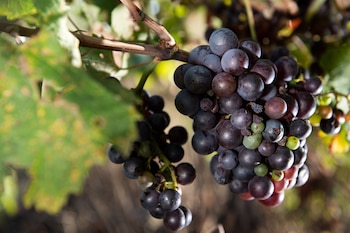 Rote Trauben haengen am 16.09.2019