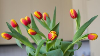 Come fermare la crescita dei