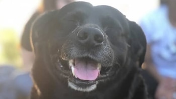 Santa Fe: un pitbull mató