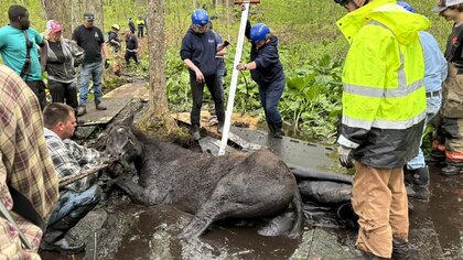 Desesperación y esperanza: la odisea de 5 horas para liberar a dos caballos del barro en Connecticut