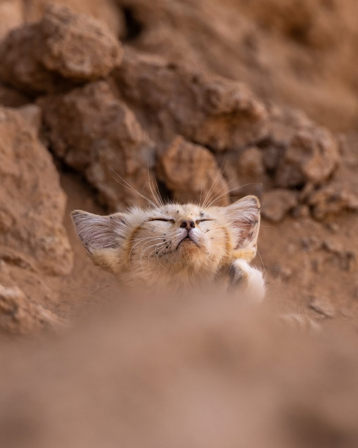 El pequeño felino estaba delgado y tenía garrapatas en el rostro cuando fue observado por primera vez (@remivcr)