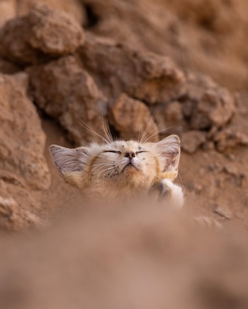 El pequeño felino estaba delgado y tenía garrapatas en el rostro cuando fue observado por primera vez (@remivcr)