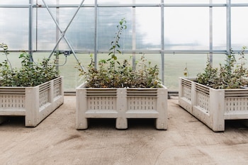 Tres grandes macetas blancas con plantas verdes en un invernadero. Se ve el suelo de cemento, paredes de paneles translúcidos y un campo verde exterior borroso