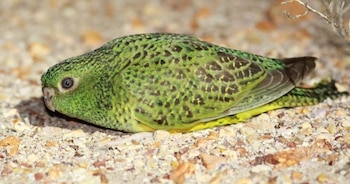 Primer plano de un loro nocturno. (Bush Heritage Australia/Steve Murphy)
