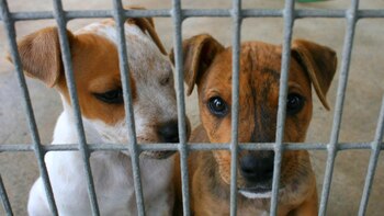 Salud animal: cómo saber si