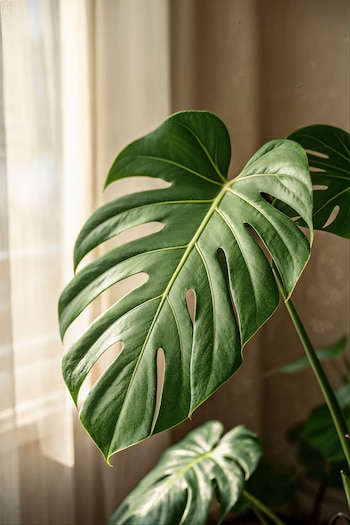 La costilla de Adán transforma