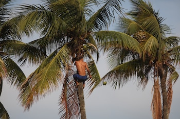 Un hombre lanza un coco