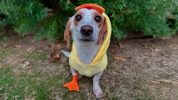 Autumn es una perra que