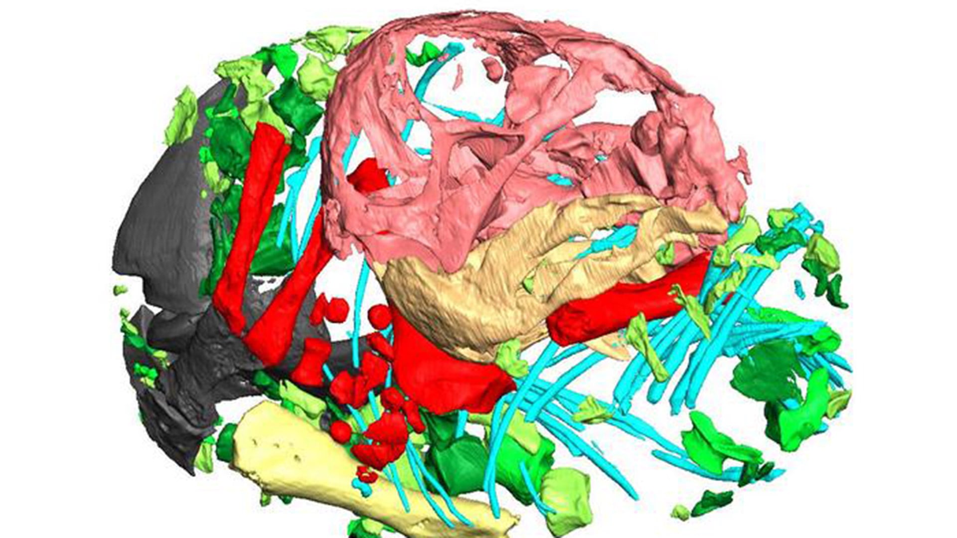 El hallazgo desvela que las crías de Lystrosaurus nacían avanzadas y eran capaces de alimentarse por sí mismas sin requerir leche ni cuidado parental (Profesor Julien Benoit)