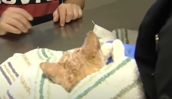 Zayin Berry rescata al gatito