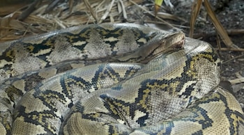 Una gran serpiente con patrón de escamas en tonos gris, amarillo y negro reposa enrollada entre hojas secas