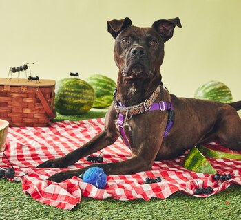 Smokey lleva más de 1.500