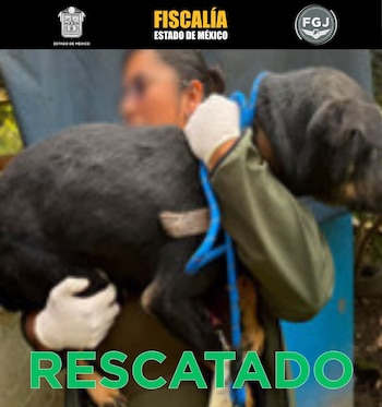 Rescate maltrato animal La Granja de Chopos Ixtapaluca Edomex