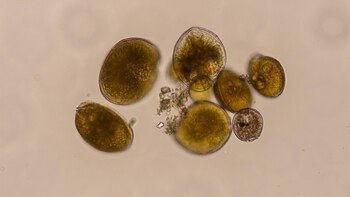 Detectan por primera vez en