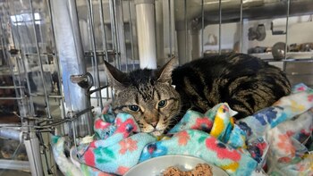 Chubbs fue abandonado afuera del