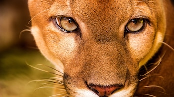 Panamá pone en marcha plan