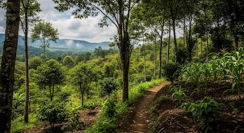 Sendero de tierra atraviesa un bosque con árboles altos y arbustos. Se observan plantas de maíz en primer plano, montañas y cielo nublado al fondo.