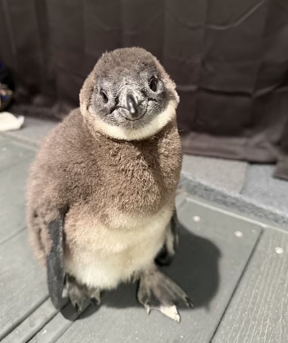 Curiosa y activa, Chelle nació en mayo y ya se convirtió en una de las crías más observadas por el equipo de cuidadores del acuario por su interés en todo lo que brilla (Ripley's Aquarium of Myrtle Beach)