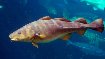 El bacalao noruego es protagonista