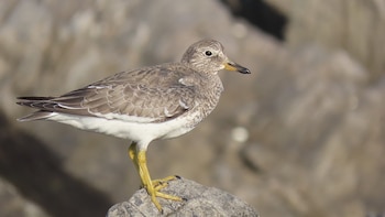 Las aves playeras dependen de
