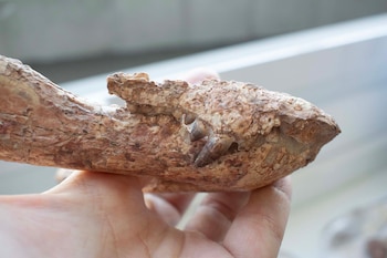 Descubren en río negro un nuevo cocodrilo carnívoro terrestre que convivió con los dinosaurios