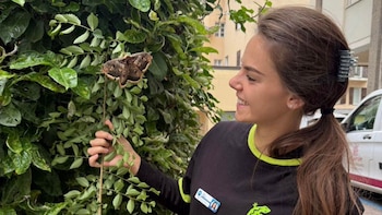 La polilla más grande de Europa: encontrada casi sin vida, trasladada a un centro de recuperación de aves y luego puesta en libertad de nuevo