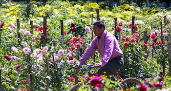 La familia García Ruiz comercializa su producción floral en el mercado Ernesto Fernández de Masaya y en su propia finca de Catarina. (Foto: Catarina Siempre más allá)
