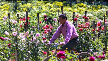 De 40 plantas a un campo de flores: la historia de Los Tachos en Catarina, Nicaragua