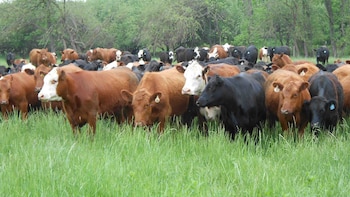La faena de vacunos repuntó 1,7% en julio, pero cayó 12,2% en un año