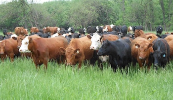 Ganado vacuno en el campo