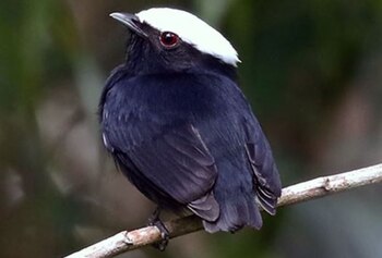 18-11-2021 Manakin de corona blanca
POLITICA