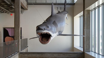 Tiburón: La Exposición permite explorar