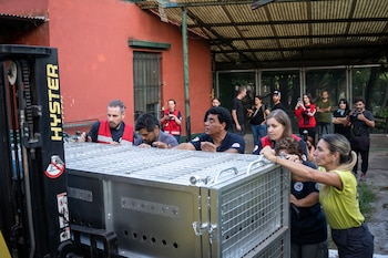 El oso Gordo es llevado