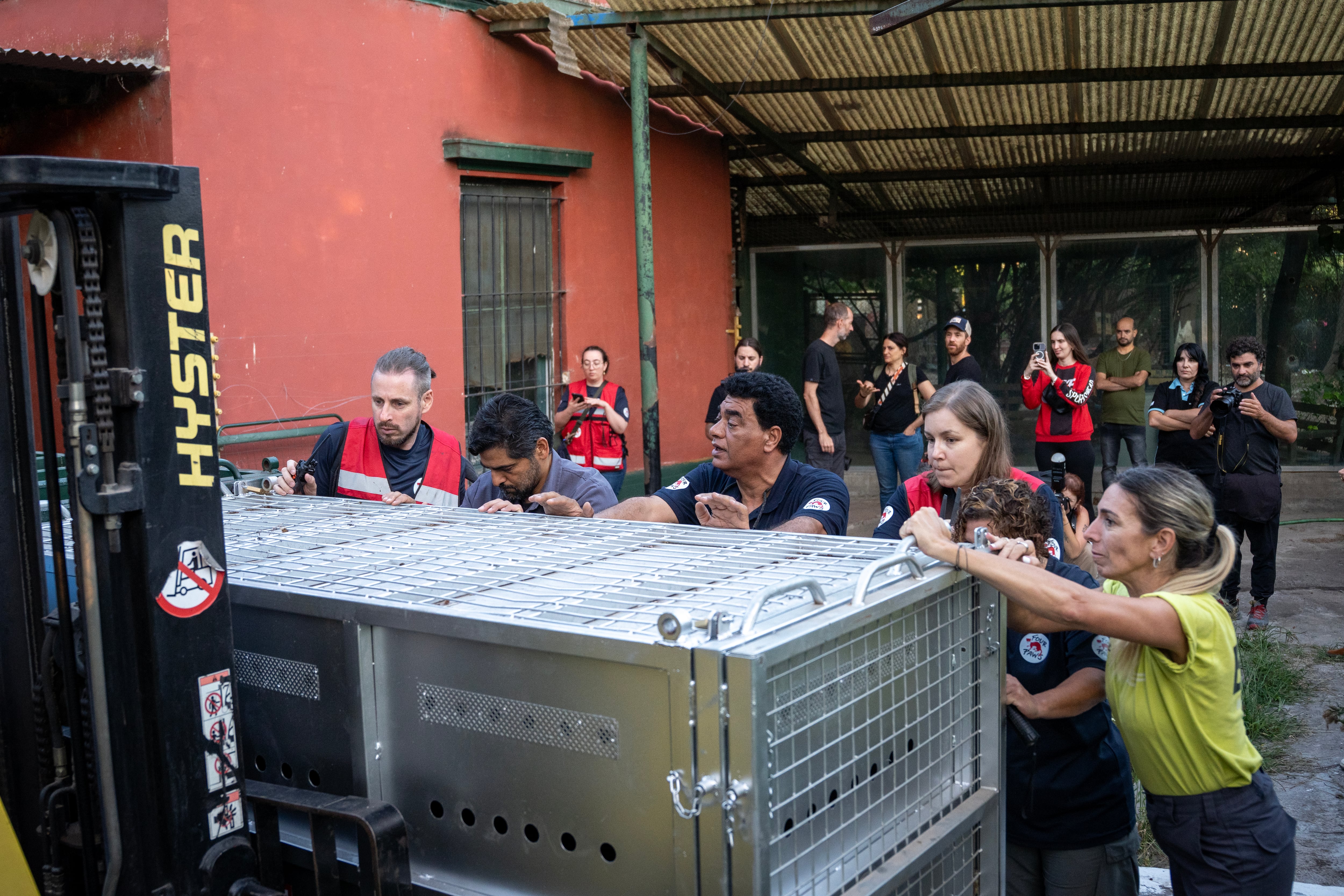 El oso Gordo es llevado en la caja por José Gallo, Amir Khalil, Katarzyna Dziuda