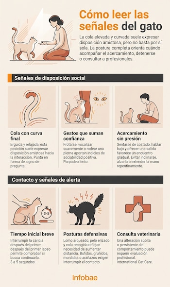 Infografía vertical con seis recuadros ilustrados que explican las posturas corporales, la cola levantada y el comportamiento de un gato.