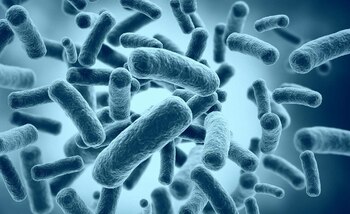 Con una dieta rica en