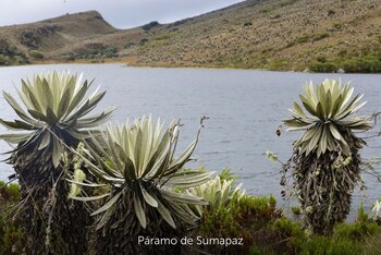 Páramo de Sumapaz - foto