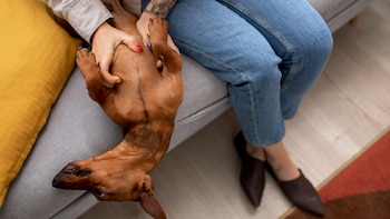 Los dueños de estas razas