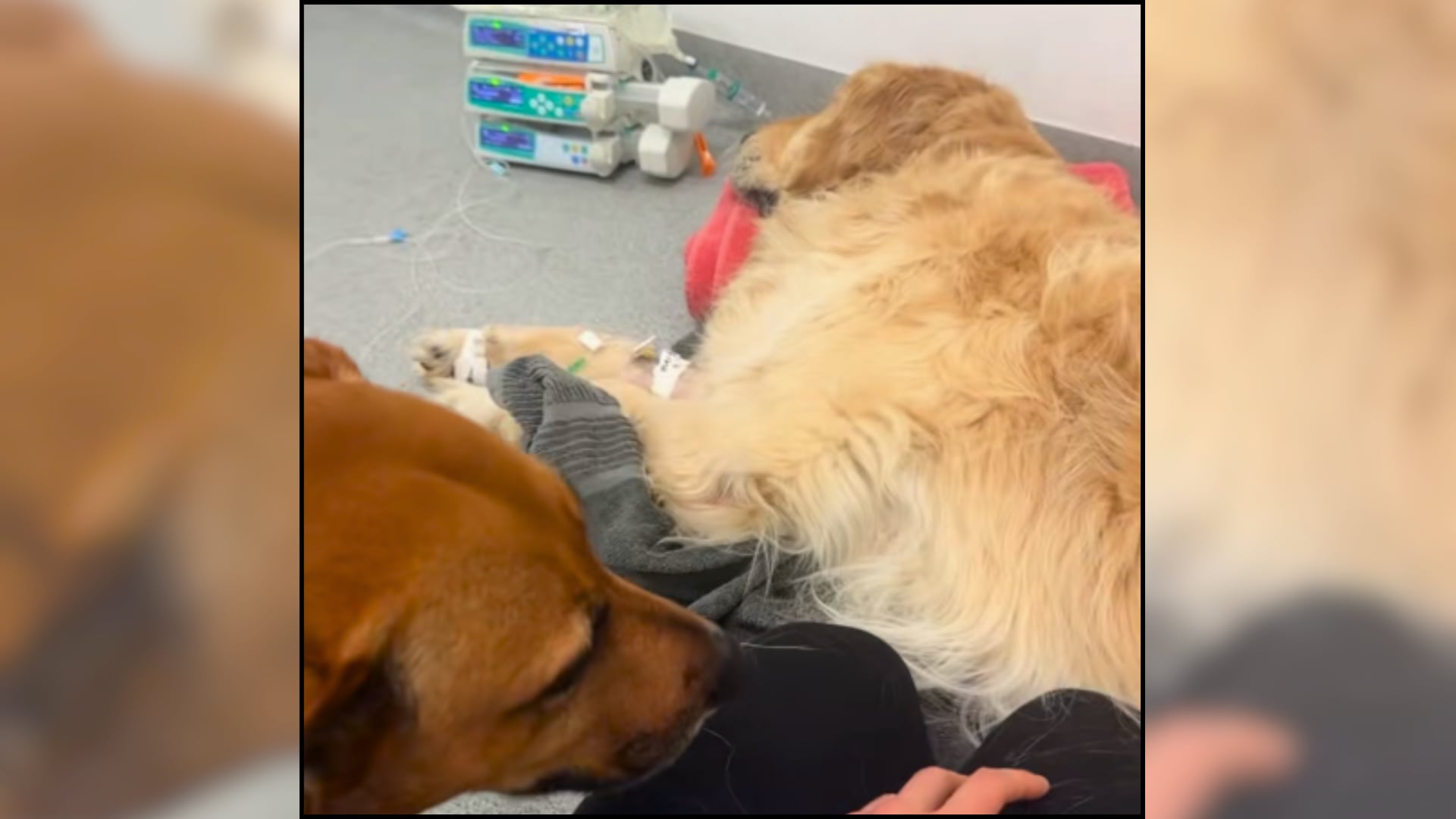 Nala, la perrita que acompaña a otros perros que se enfrentan solos a la eutanasia (@vet_lauren_)