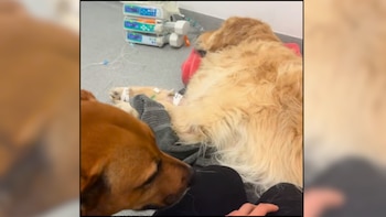 Nala, la perrita que acompaña a otros perros que se enfrentan solos a la eutanasia (@vet_lauren_)