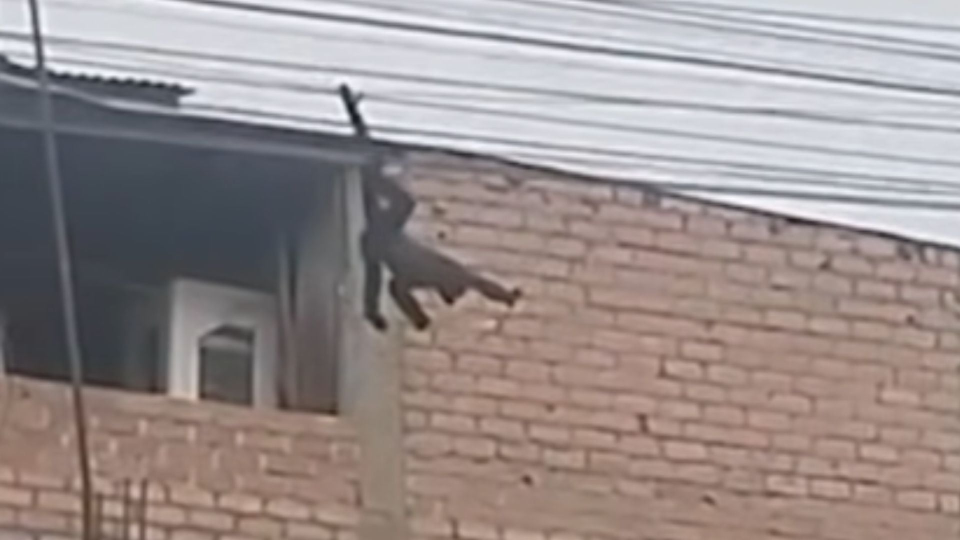 Un mono fue visto desplazándose por cables y techos de viviendas en Los Álamos de Canto Grande, en San Juan de Lurigancho - Créditos: Captura de pantalla de Panamericana TV.