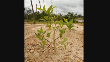 Frente a amenazas como la