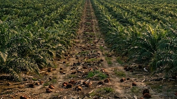 Plantación de palma de aceite con hileras de árboles verdes, un sendero de tierra en el centro y numerosos frutos marrones desparramados por el suelo.