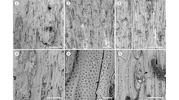 Imágenes obtenidas con microscopio electrónico de barrido ilustran la estructura de Larreoxylon (CONICET)