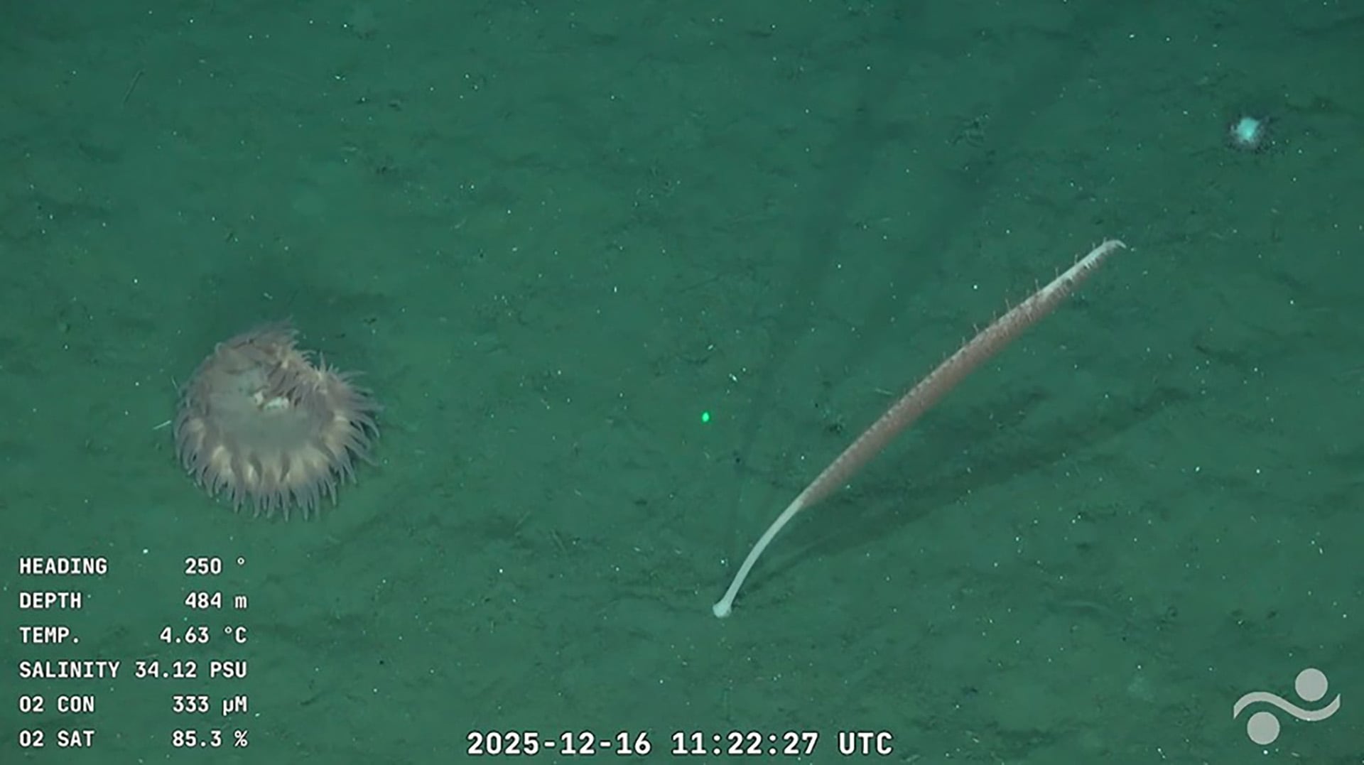 Otra anémona acompañada de una pluma de mar