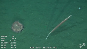 Otra anémona acompañada de una