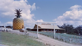El Big Pineapple nació en 1971 en Woombye, Queensland, como parte de la Sunshine Plantation y convirtió una granja de piñas en un destino de agroturismo (Queensland University)
